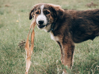 Cute young mixed breed dog outdoor