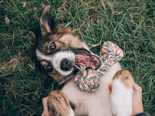 Playful dog playing with dog toy