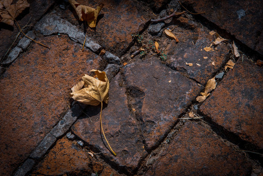 Autumn mood, yelow leaves on red bricks