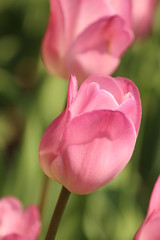 Pink Tulip