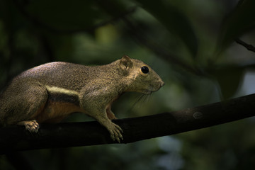 Squirrel On The Move