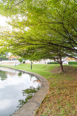 The big yellow tree is in the garden and there is a swamp