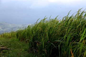 Fototapeta na wymiar rice field on the mountain