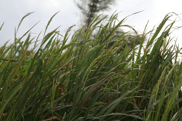 rice field on the mountain