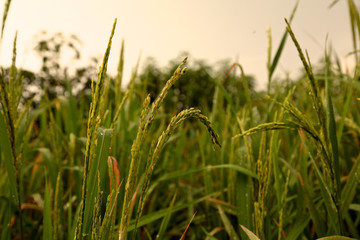 rice field on the mountain