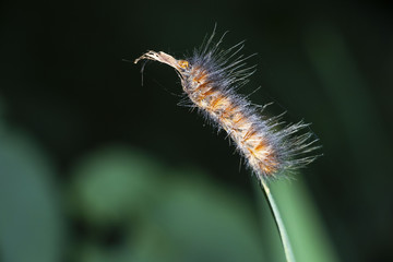 Caterpillar on leaf