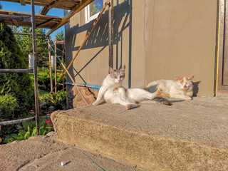 Country cats in good weather