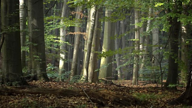 Gentle Breeze amongst Big Trees in Ukrainian Forest