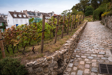 vignes de Montmartre