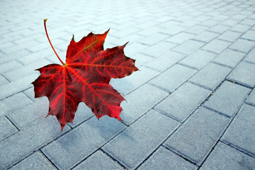 Autumn, maple leaf in rain