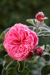 pink rose Leonardo da Vinci with hoarfrost