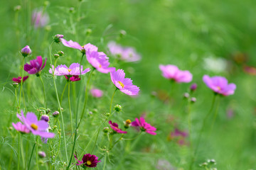 Obraz na płótnie Canvas ピンク色のコスモスの花
