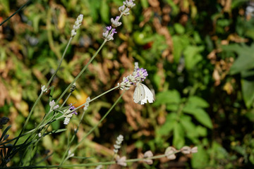 Butterfly on a flower of lavender