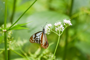 a Butterfly with white flowers