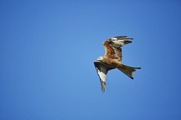 Red Kite