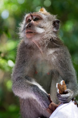 Monkey eating a coconut