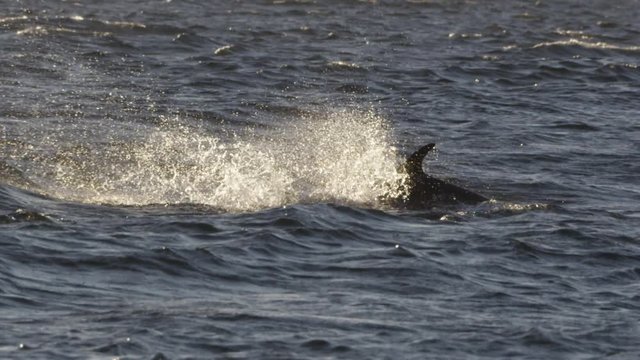 dolphins at the coast of scotland