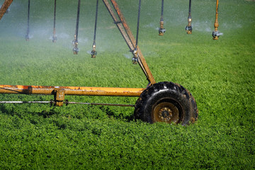 Irrigation Sprinklers Watering Fields for Farming