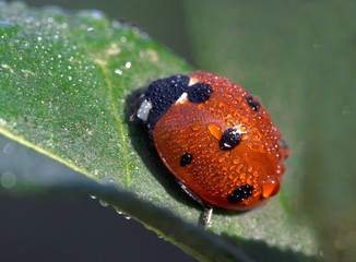 ladybug in dew drops macro