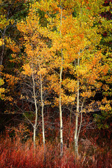 Obrazy na Szkle  Jesienne drzewa osiki Jesienne kolory Złote liście i biały pień Klon czerwony
