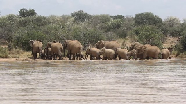 Herd of African Elephants drinking at river 