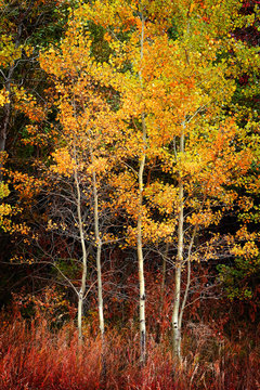 Autumn Aspen Trees Fall Colors Golden Leaves and White Trunk Maple Red