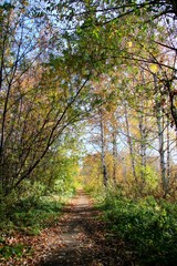 Obraz premium sunny park