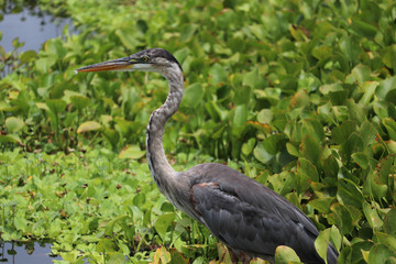 Great blue heron in water