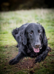 The Flat Coated Retriever