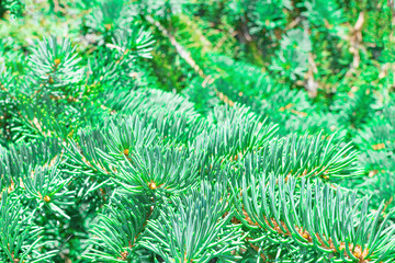 Pine branches close up, background