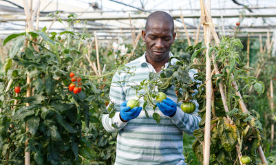 Farmer cultivating tomatoes