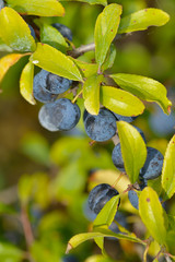 Schlehdorn Strauch mit Früchten.  (Prunus spinosa).