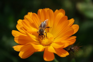 Bee on a flower