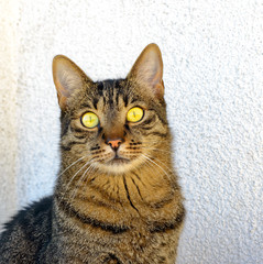 Kater - Portrait von vorne