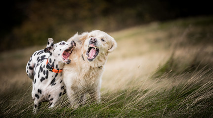 The Golden Retriever