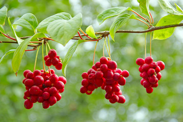 Crop of useful plant. Red schisandra hang in row on green branch