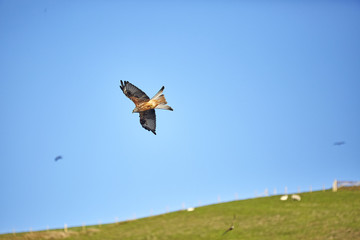 Red Kite