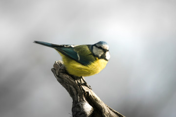Blue tit