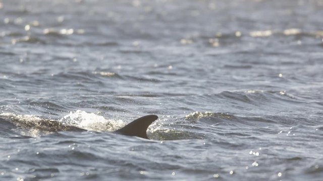 dolphins at the coast of scotland