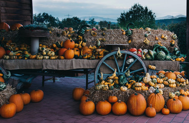 Autumn still life with organic pumpkins in the hay.
