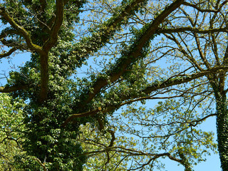 Big forest garden trees nature green wood