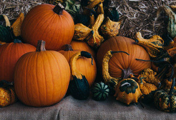 Autumn still life with organic pumpkins.