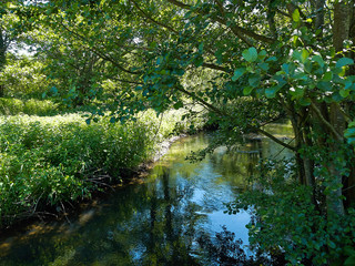 Fototapeta na wymiar Small beautiful brook stream in a forest
