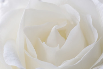 Obraz premium bliska piękny biały kwiat róży