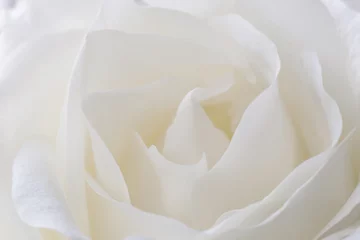 Papier Peint photo Lavable Fleurs close up of beautiful white rose flower