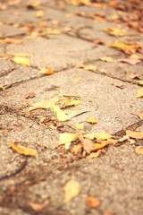 Autumn leaf, background texture of yellow,red and orange leaves autumn leaf background