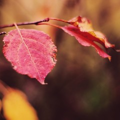 Autumn leaf, background texture of yellow,red and orange leaves autumn leaf background
