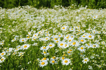 Flowers of camomile in the meadow at summer day on the background of forest