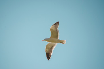 seagull in flight