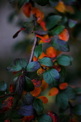 Autumn leaf, background texture of yellow,red and orange leaves autumn leaf background